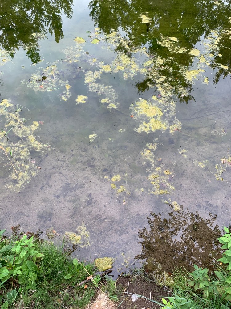 A body of water with algae floating on top. There is twigs, plants, and rocky sand under the water. The top of image has leafy trees reflected in the water. The bottom of the photo shows the bank with grass and leafy plants.