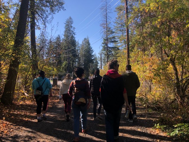 Six people walking along a forest path lined by tall trees on a sunny day.