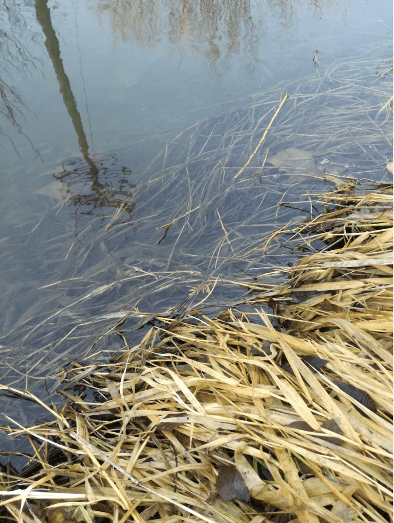 Up close shot of a pond with long yellow leafy grass falling into the water in the bottom right corner. There is a reflection of trees in the water and more grassy plants under water. 