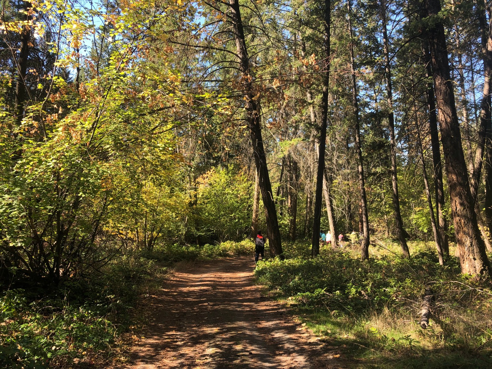 An autmnal forest path. The trees are green and yellow, and a figure is just discernible in the distance.