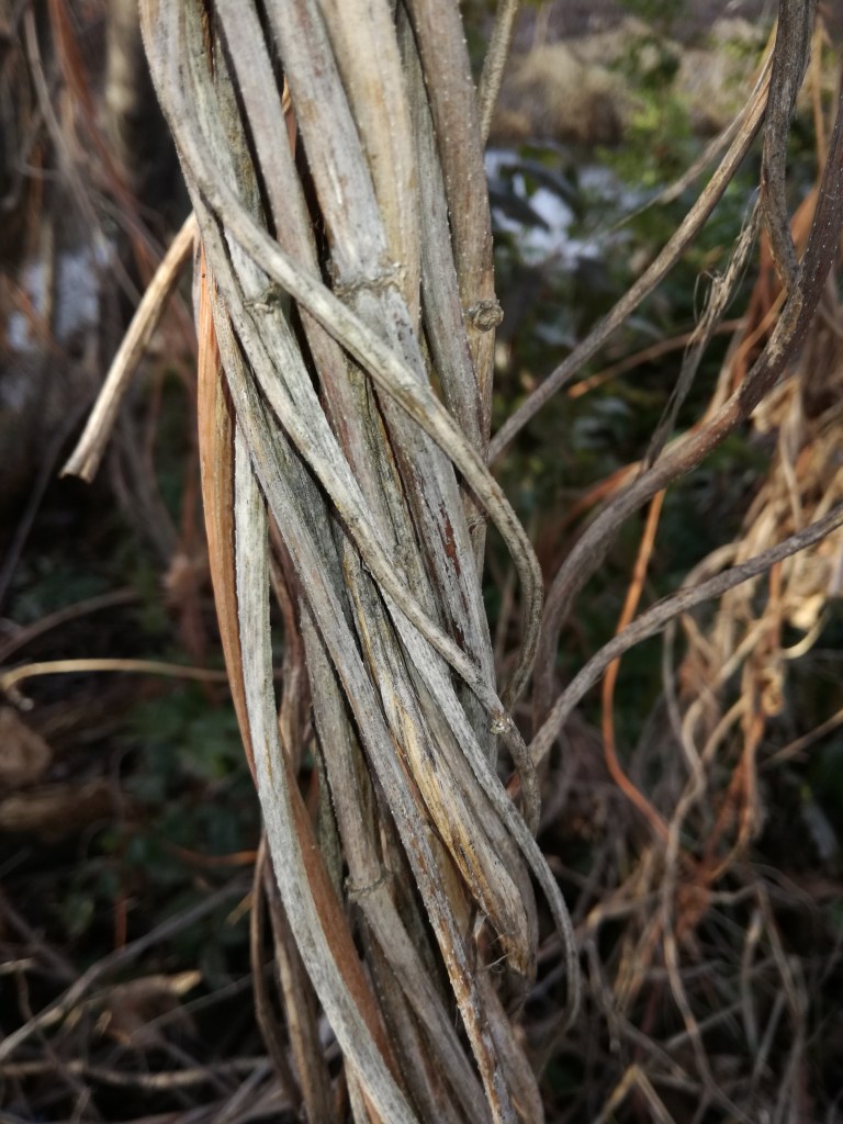 Brown and grey twisting branches centered with trees and foliage unfocused in the background