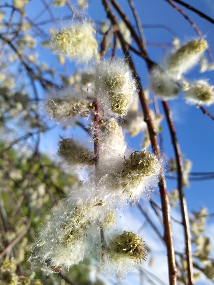 Fuzzy willow up close with branches and a blue sky in the background