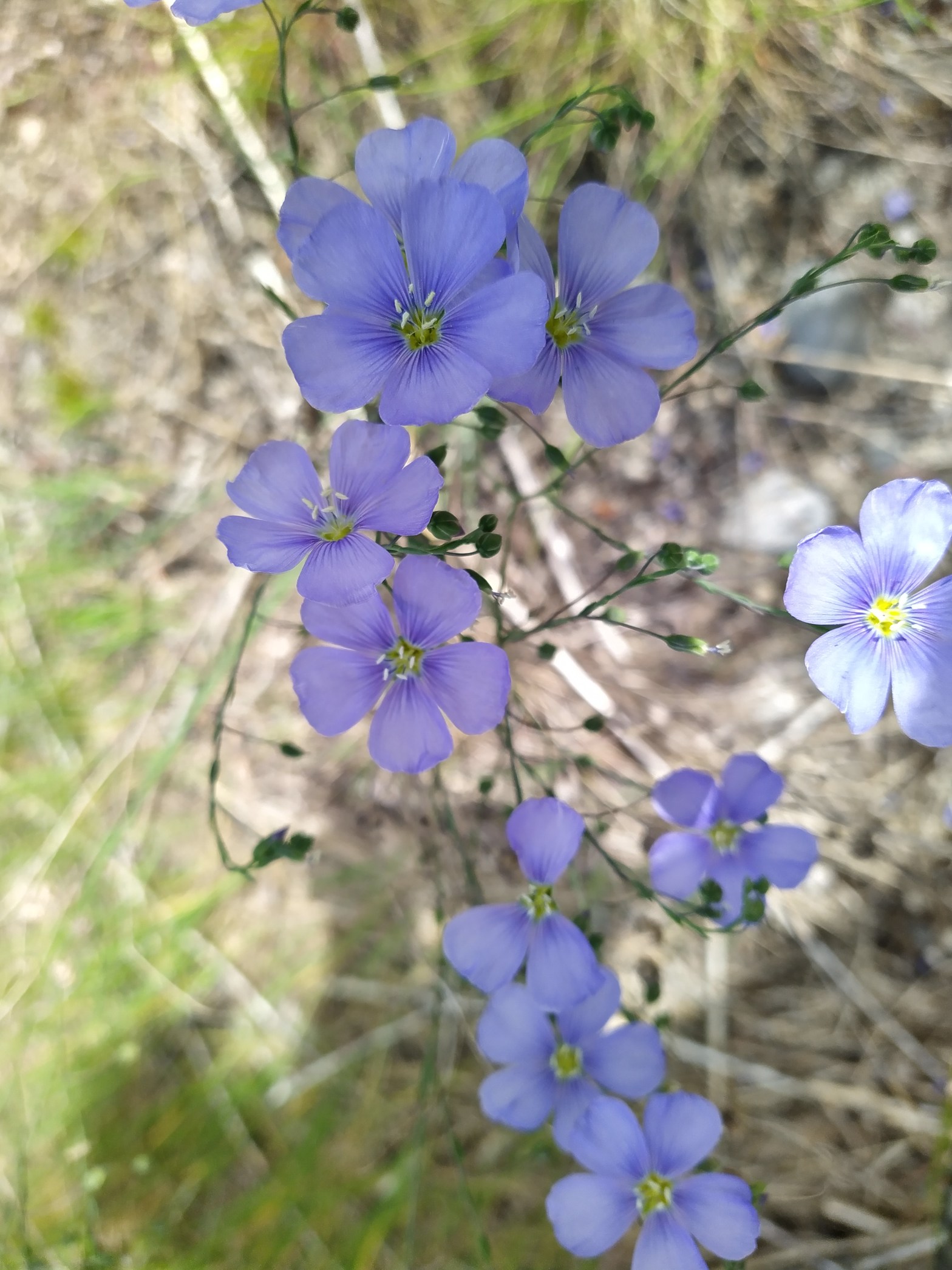 Small periwinkle flowers against a background of green and brown grass