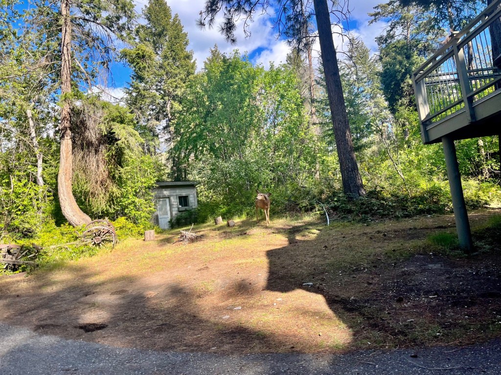 A deer stands between two buildings, one large, one small, in the forest.