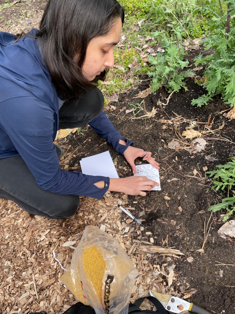 Chhavi kneels beside the argula path as she rubs brown dirt on her sketch of the leaves. 