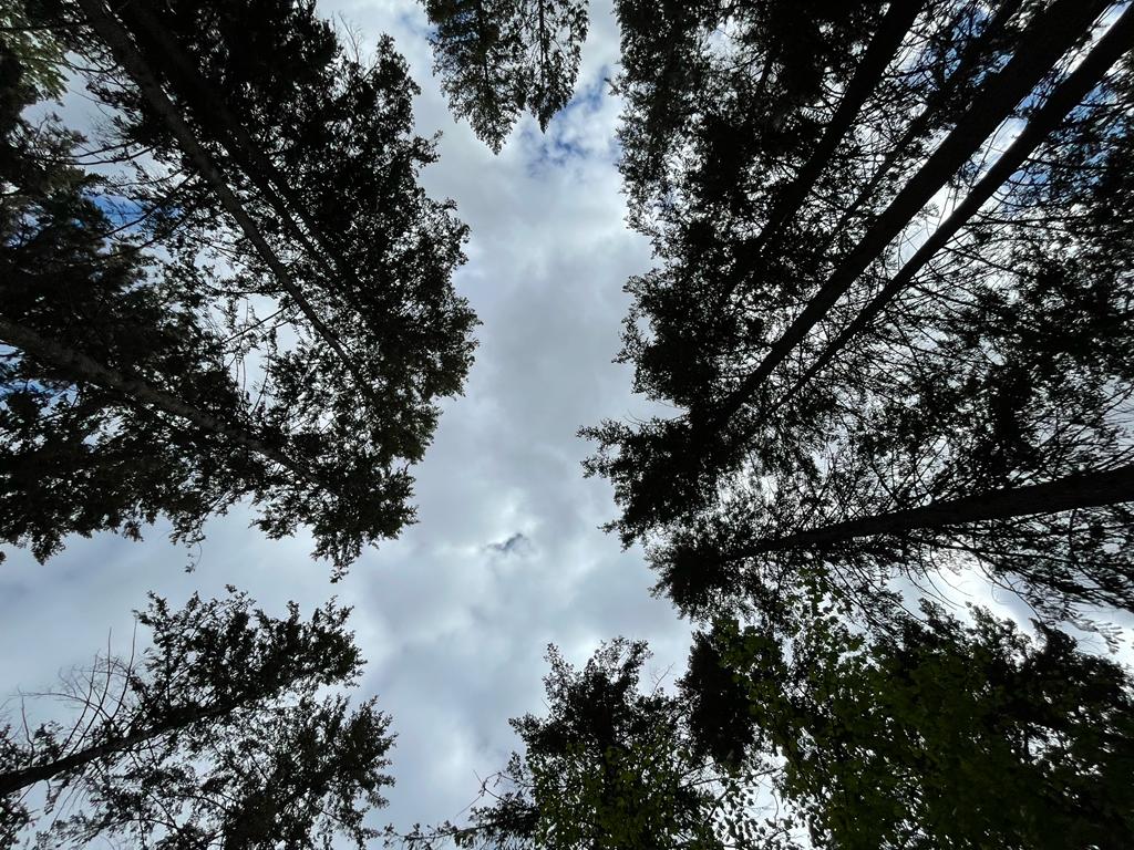 A view from the ground looking up into a canopy of pine trees under a mostly cloudy sky. 