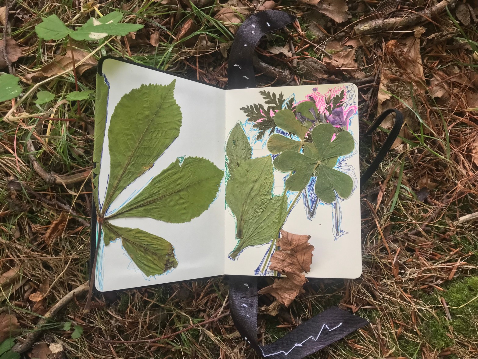 An open notebook in which are pasted green leaves, surrounded by multicoloured doodles. The notebook rests on a bed of dried grass, twigs and moss.