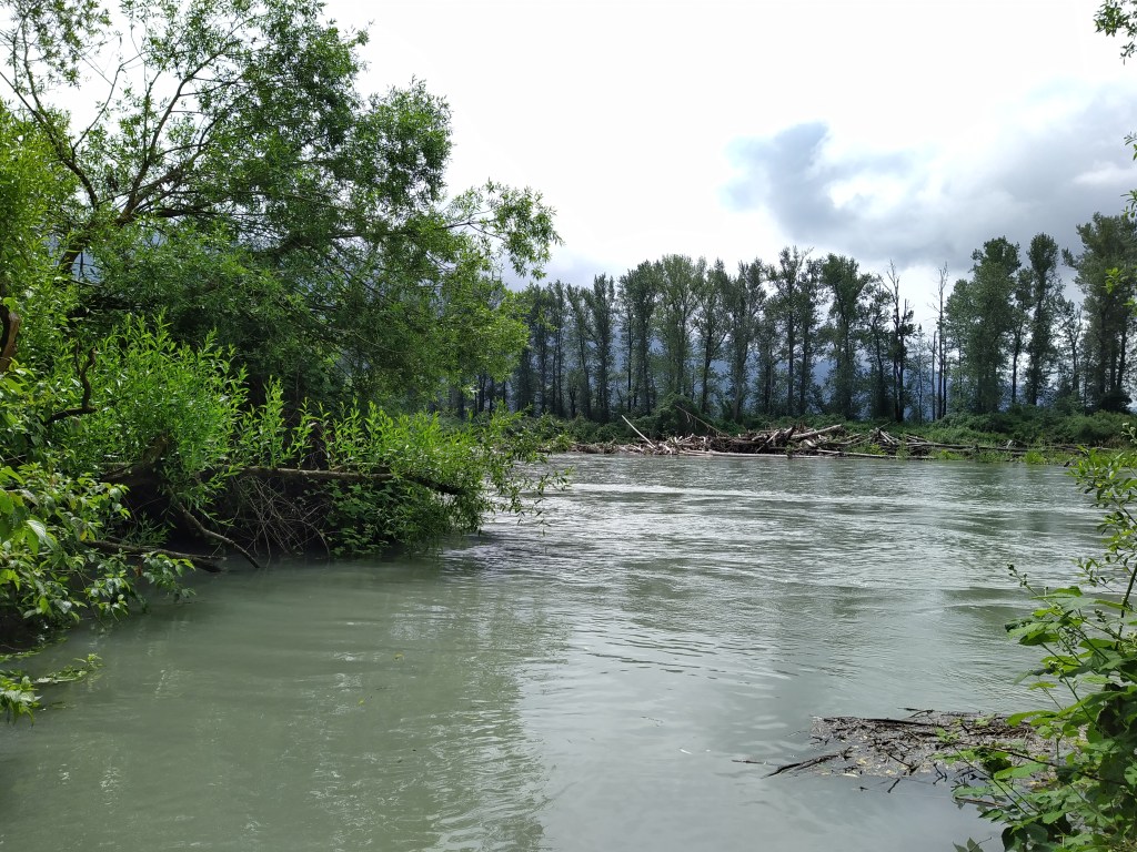 Water flows judiciously through a riparian forest of trees of bushes, all in full foliage. 
