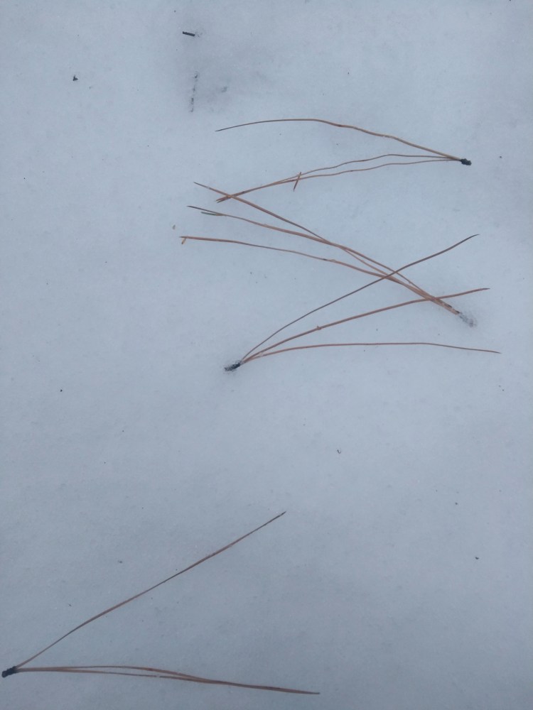 four sparse buches of dry pine needles lie atop of the snow, in a close up shot