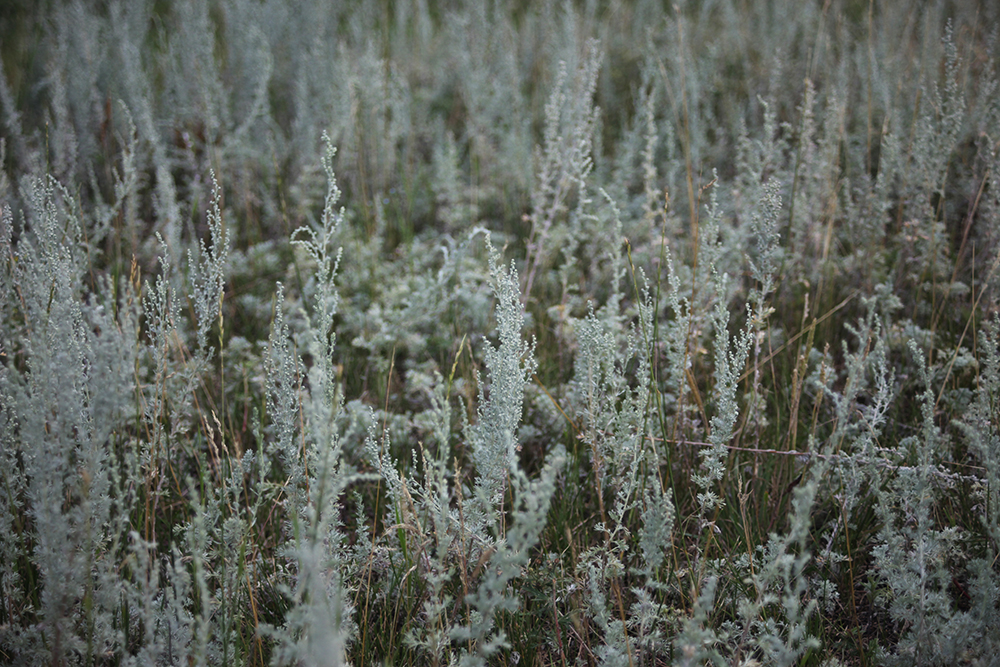 a field of sage green wormwood (a tall and skinny plant with delicate small, round multitudinous buds or leaves that sprout out close to the stalk)