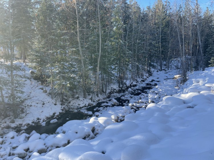 Bellevue creek is partially frozen, nesteled down the snowy bank which is lined with large coniferous and bare deciduous trees.