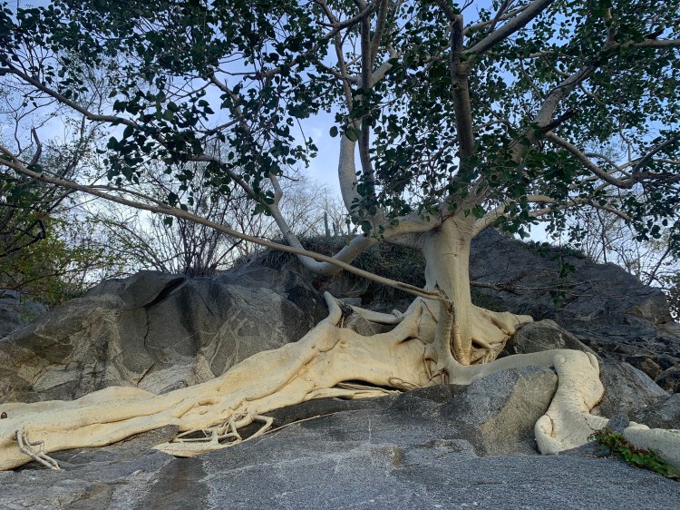 A white barked tree drapes its roots over smooth grey stone in the fading light.