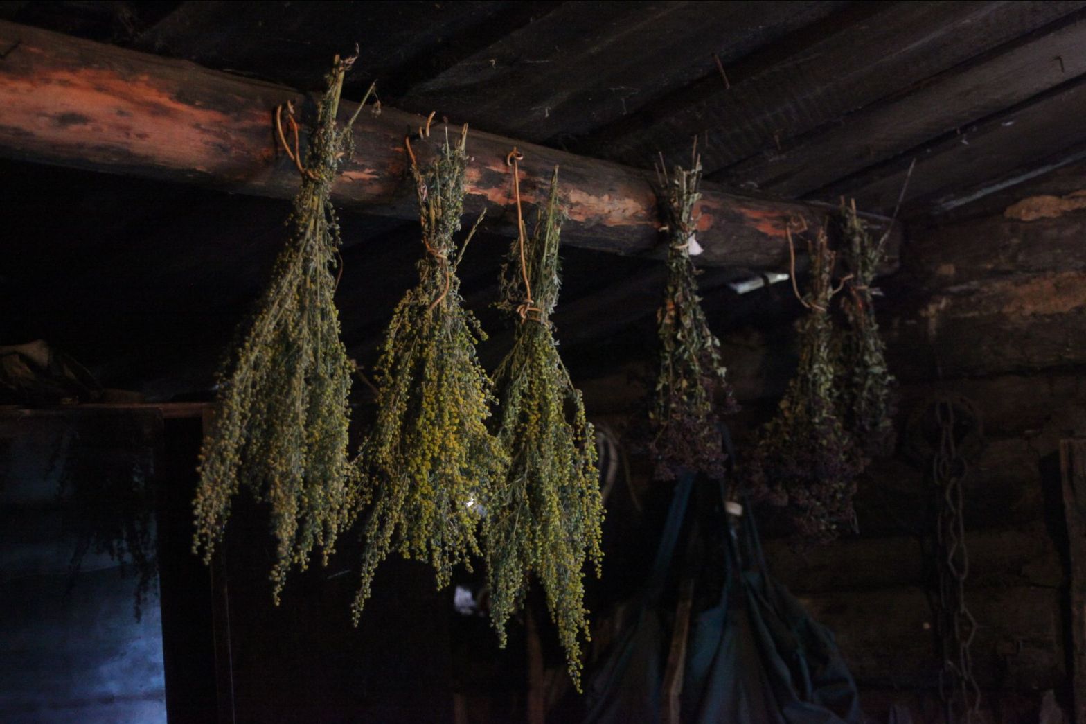 Wormwood and wild oregano drying, Olga F. Koroleva, Olga F. Koroleva, 2013 / 2023 / Bunches of wormwood that has gone into yellow blossom, and wild oregano hung upside down inside of a log cabin to dry.