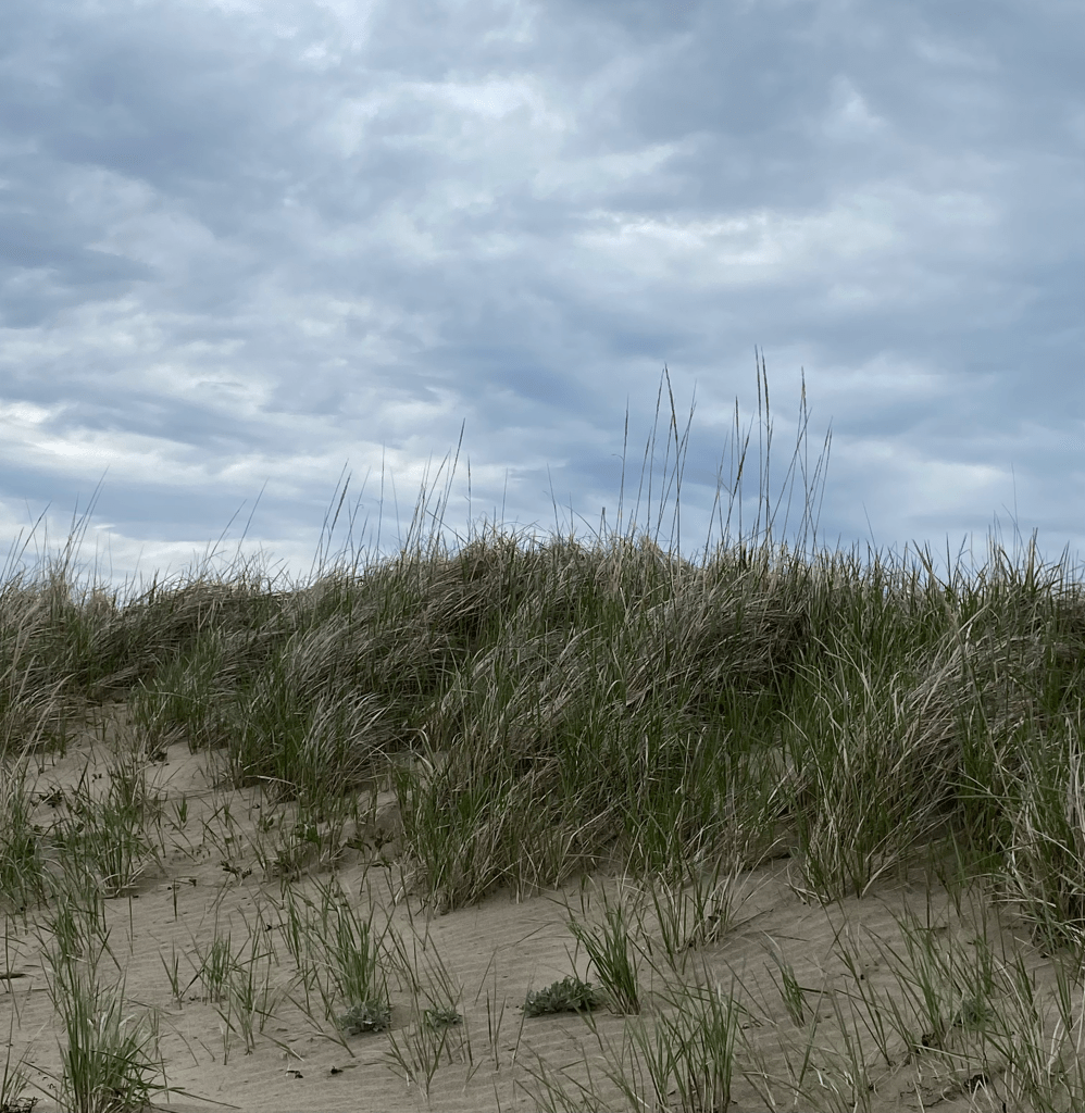 Grassy sand dunes under a dull gloomy sky. The beach grass is being pulled by the wind, the sand seems rippled, it appears as though it may rain soon.