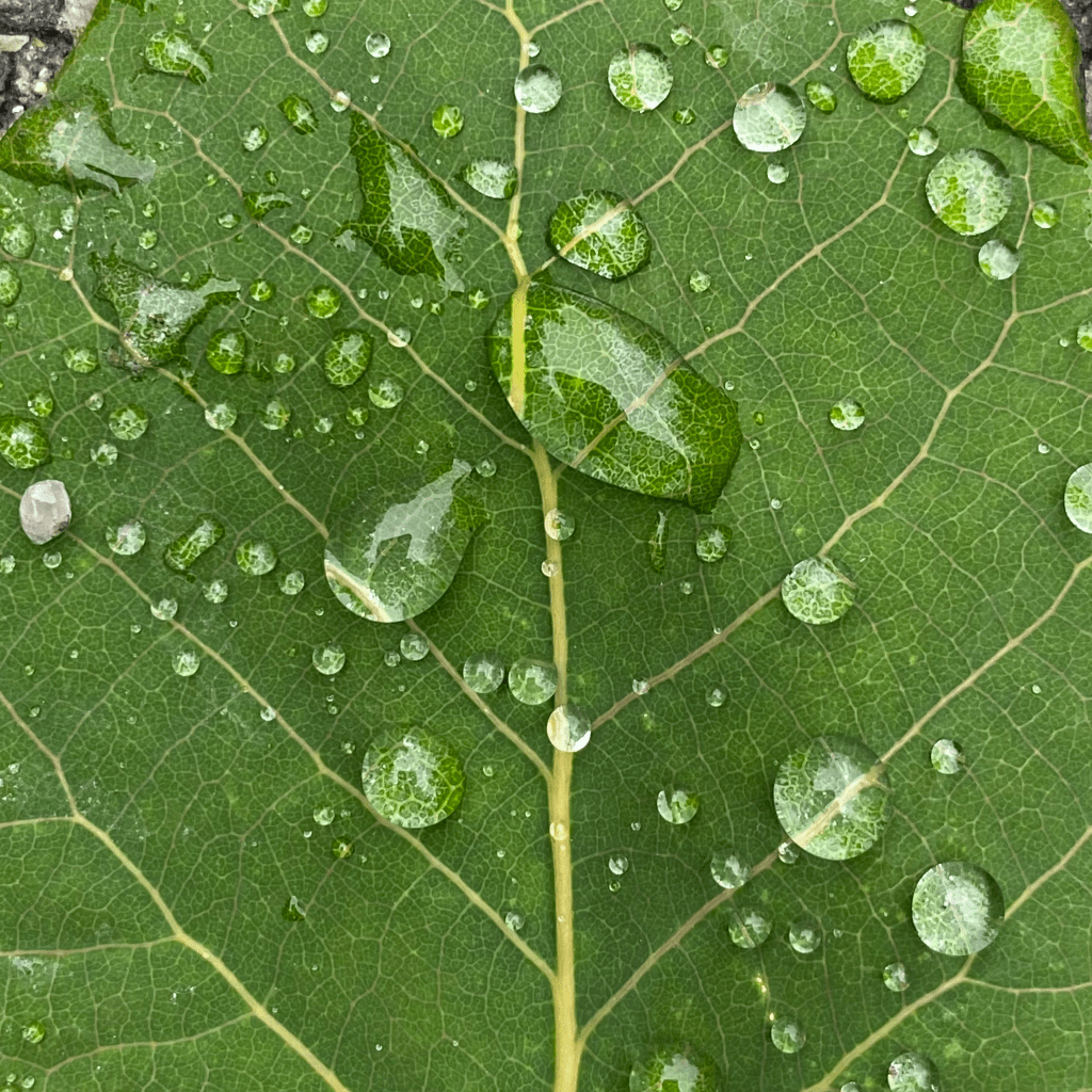 A close up of a vibrant green leaf dusted with dew drops. You can see the light green veins of the leaf running through its skin, magnified by the drops of water.
