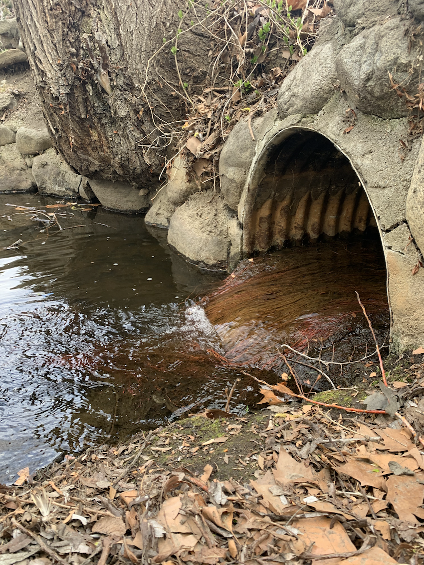 Water flows into Mill Creek through a metal pipe in the rock wall. Algae is growing where the pipe meets the Creek.