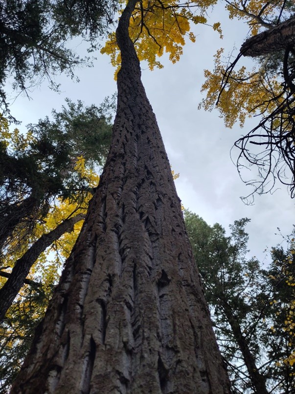 A large tree with a gentle curve and yellow leaves