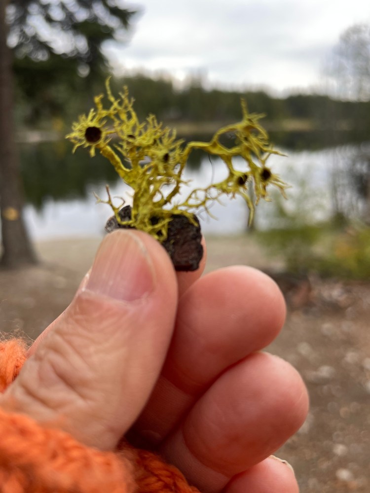 A close up of a small cluster of lichen stuck to a piece of tree bark, held between a thumb and fingers.