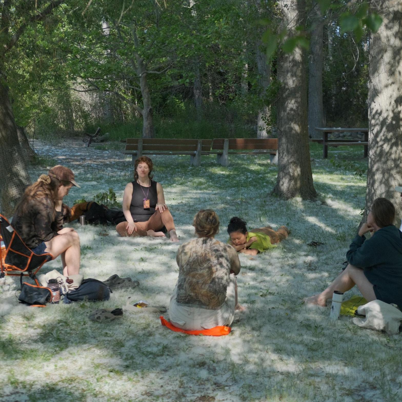 A small group of people sit beneath cottonwood trees, the ground covered in white fluffy cottonwood snow