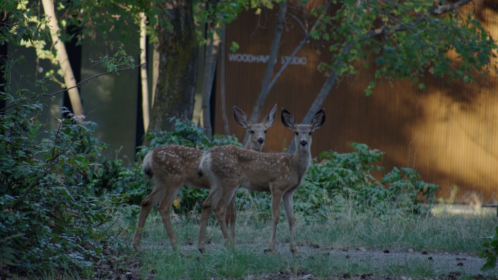 Two deer stand in front of the woodhaven studio. The light is low, and the atmosphere is spooky-magical