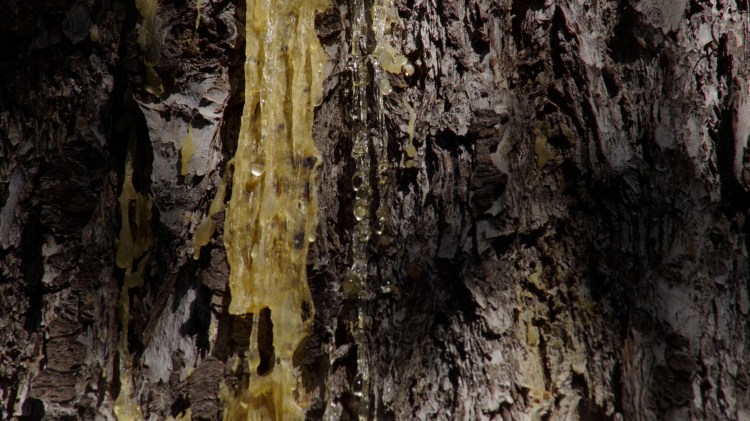 textures of sap on Douglas fir bark 
