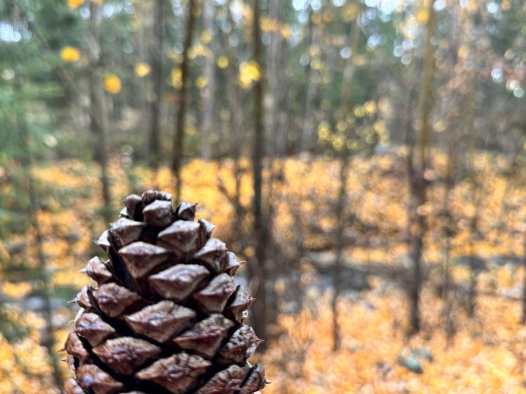 Close-up of a pinecone in a fall-forest