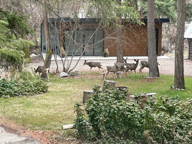 many deer at the FEEled Lab, gathered in front of the new art studio