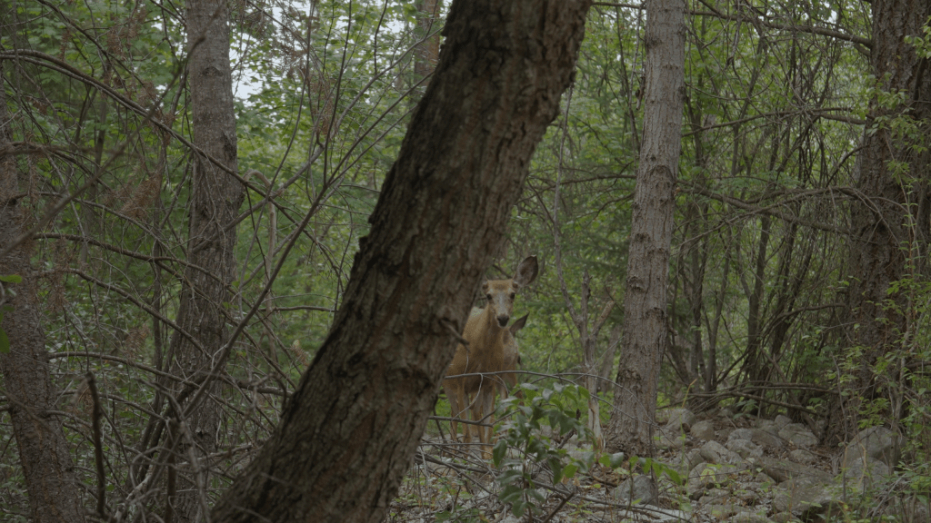 Undergrowth with deer looking right into the camera