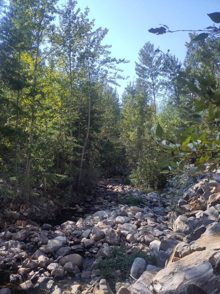 Bellevue creek in the summer