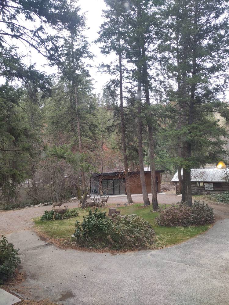 Deer standing at the FEELed Lab around the fire pit