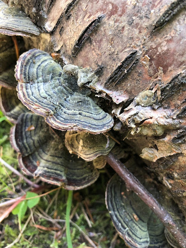 Close up of a cluster of three colorful shelf fungi with semi-circular, velvet-textured caps with concentric lines of green, grey, black, and brown, growing on a fallen, decaying tree trunk.