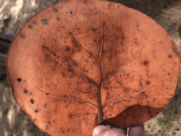 A large, round-shape, burnt-orange/brown, glossy leaf with a prominent vein pattern and small round holes near the edges is centred in the image frame, set against a blurred natural background; only a sliver of a person's hand holding the leaf is visible at the bottom of the frame