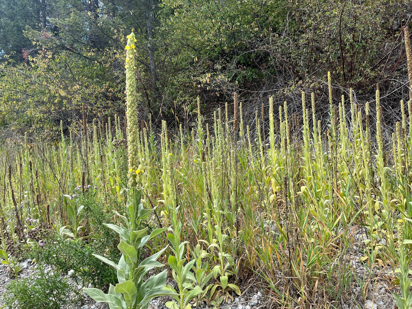 A small field of towering green plants called great mullein