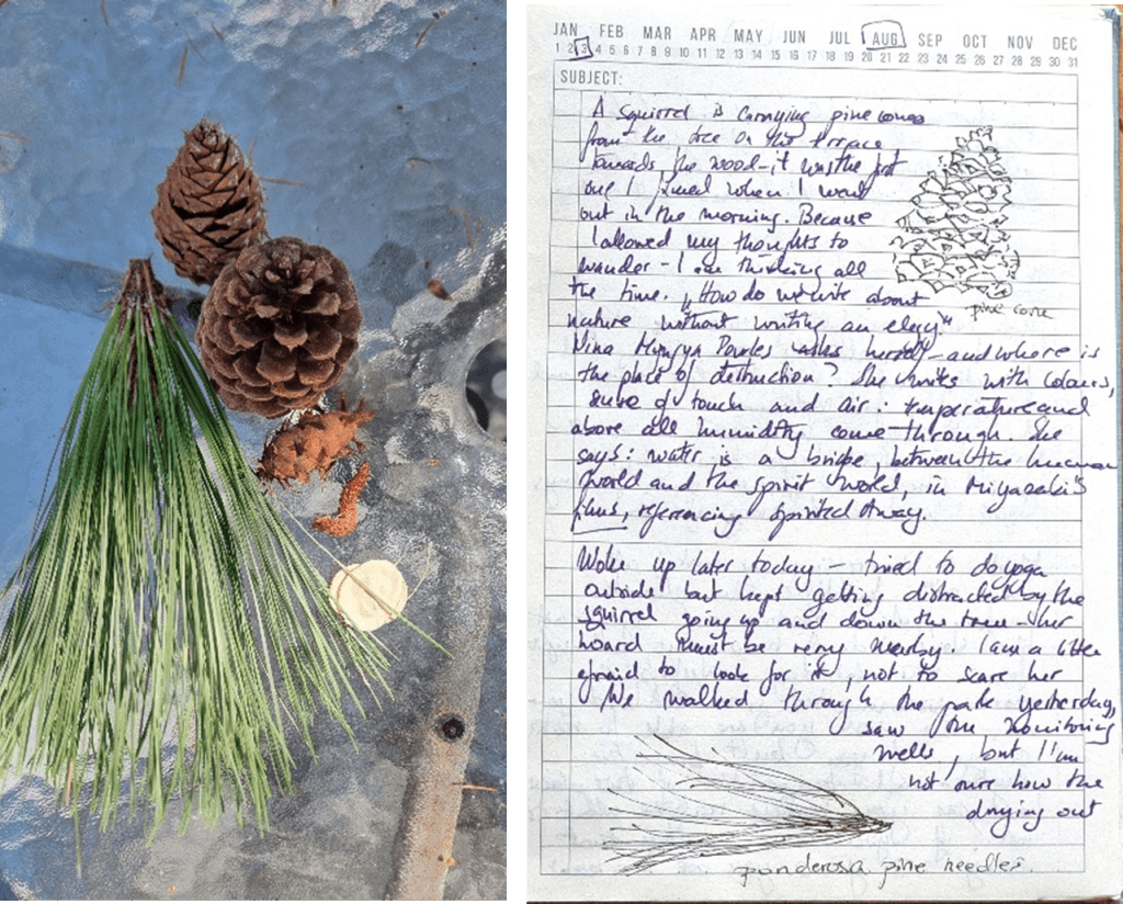 Two photos side by side: left, pine cones and needles lying on a table right, a page from a handwritten diary with illustrations of a pine cone and needles