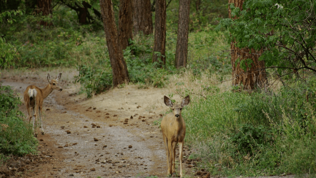 Two deer on a forest path, one looking directly at the viewer