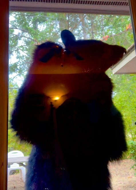 A black bear stands at the glass door, looking in.