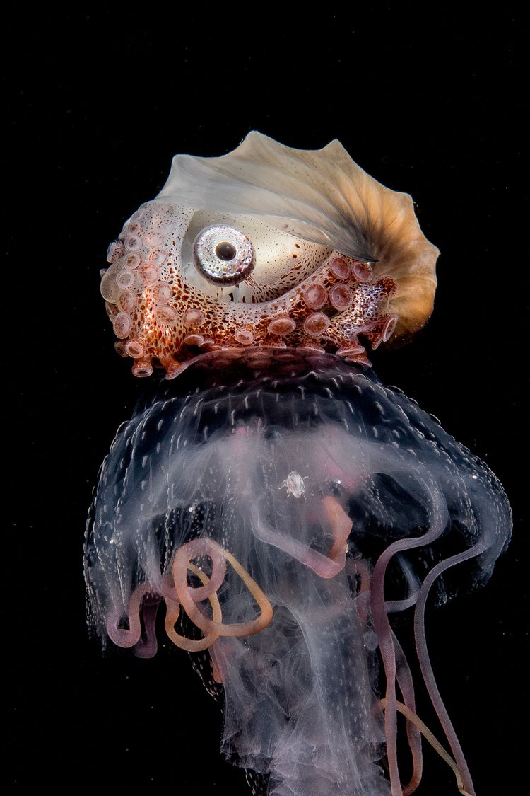 Argonaut sitting on top of a jellyfish floating through the Darkness