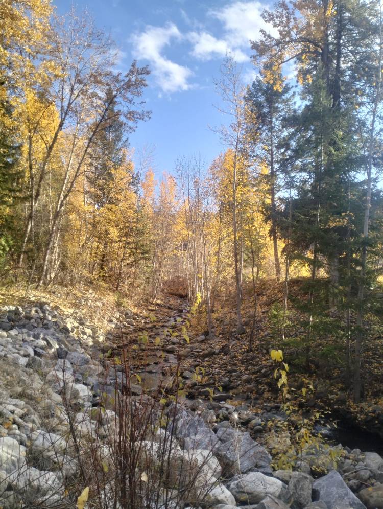 Bellevue creek in the fall with yellow leaves all around a surprisingly blue sky.