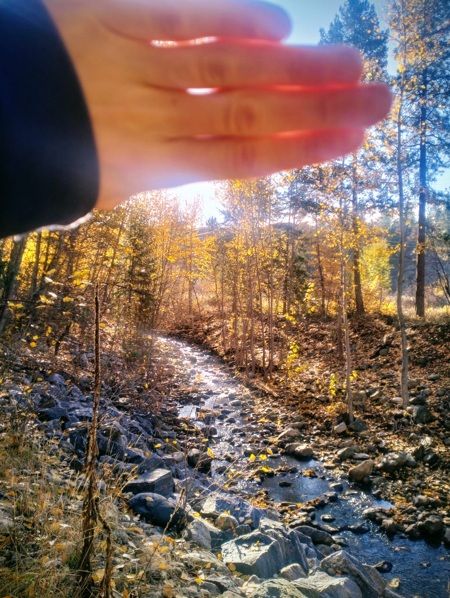 A hand shielding the sun above Bellevue creek on a blue sky and with yellowing leaves all around