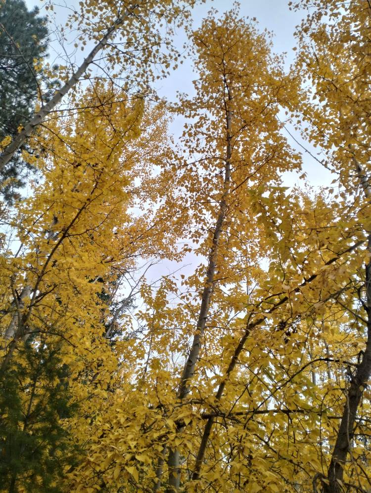 three large trees with yellow leaves