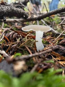 Close-up of a a gummy bear mushroom or cat tongue mushroom, which is an indicator of a healthy forest that hasn’t had its soil disturbed in a long time