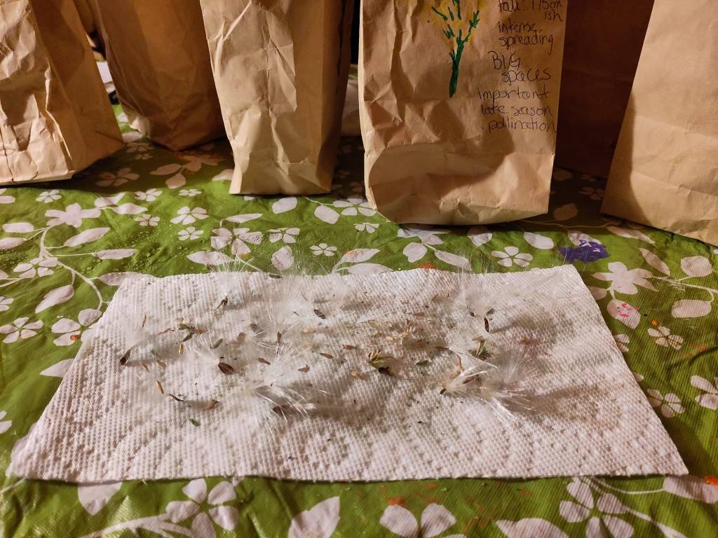 Native seeds on a paper towel, the showy milkweed is really showing off looking like a mix of clouds and spiderwebs.