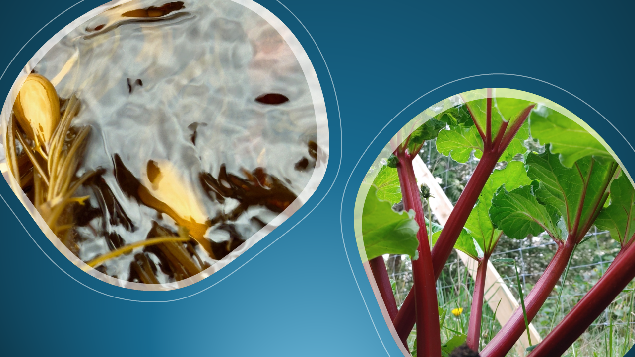 two circular images on a deep turquoise background with a light gradient. One images shows bullkelp just beneath the surface, the other rhubarb stems photographed looking up towards the underside of the leaves