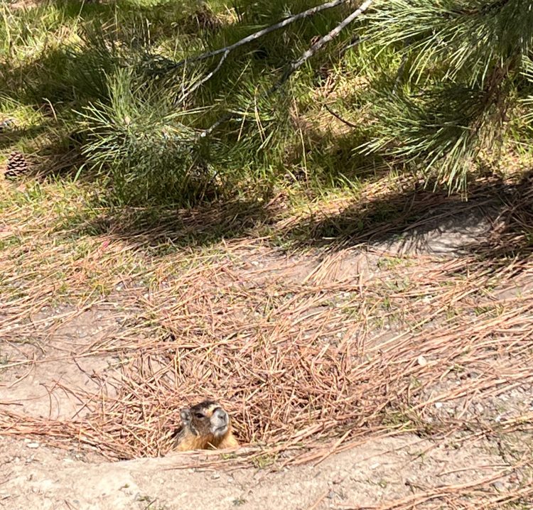 A marmot pops his head up from a hole at the base of a Ponderose Pine tree