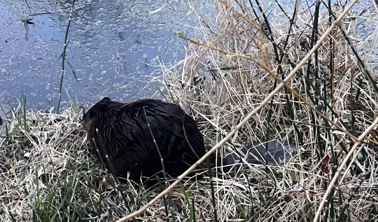 A beaver at the edge of a wetland