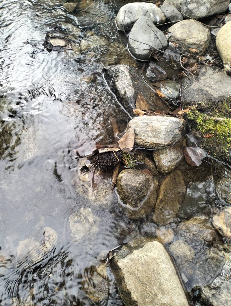 Close up of the side of a creek showing ripply water over stones and pinecones