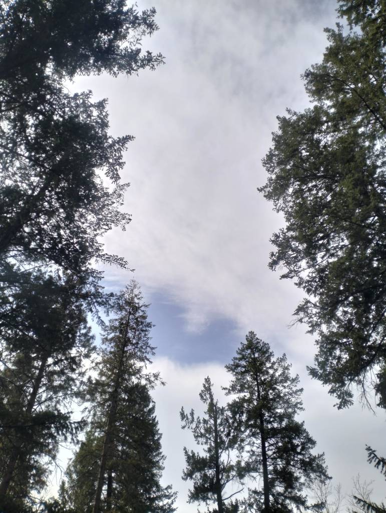 The sky behind the crowns of the pine trees surrounding the FEELed Lab