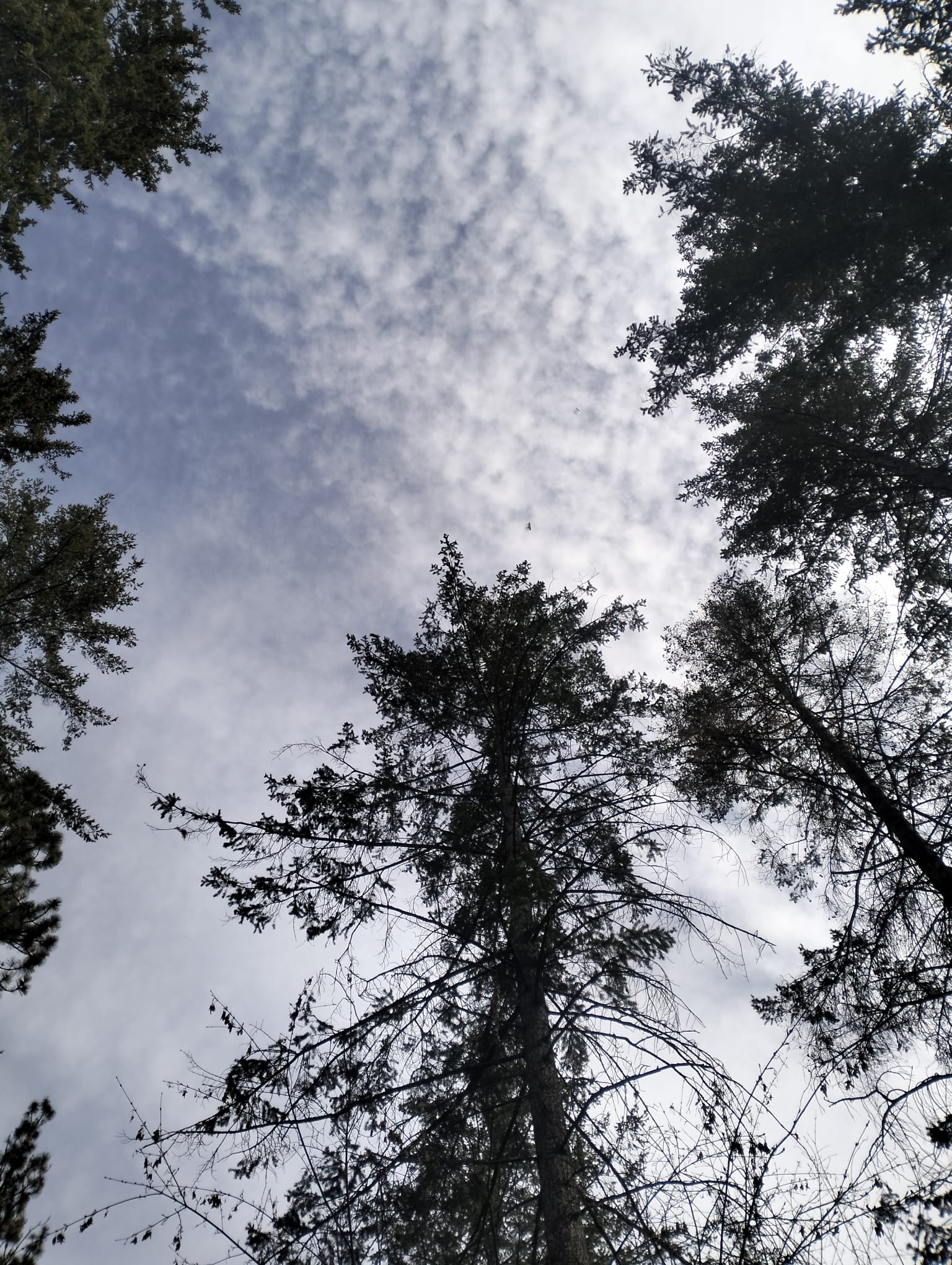 the silhouette of pine trees in front of a blue sky with dotted white clouds