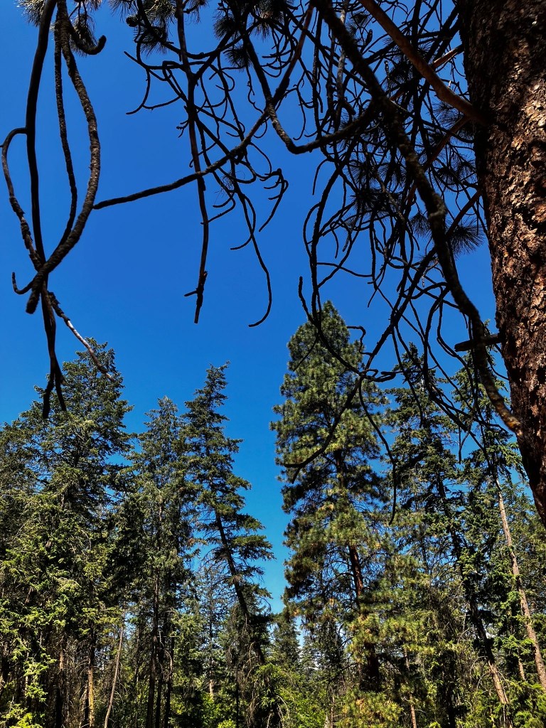Photo credit: Rhona
Trees at Woodhaven against a blue sky
