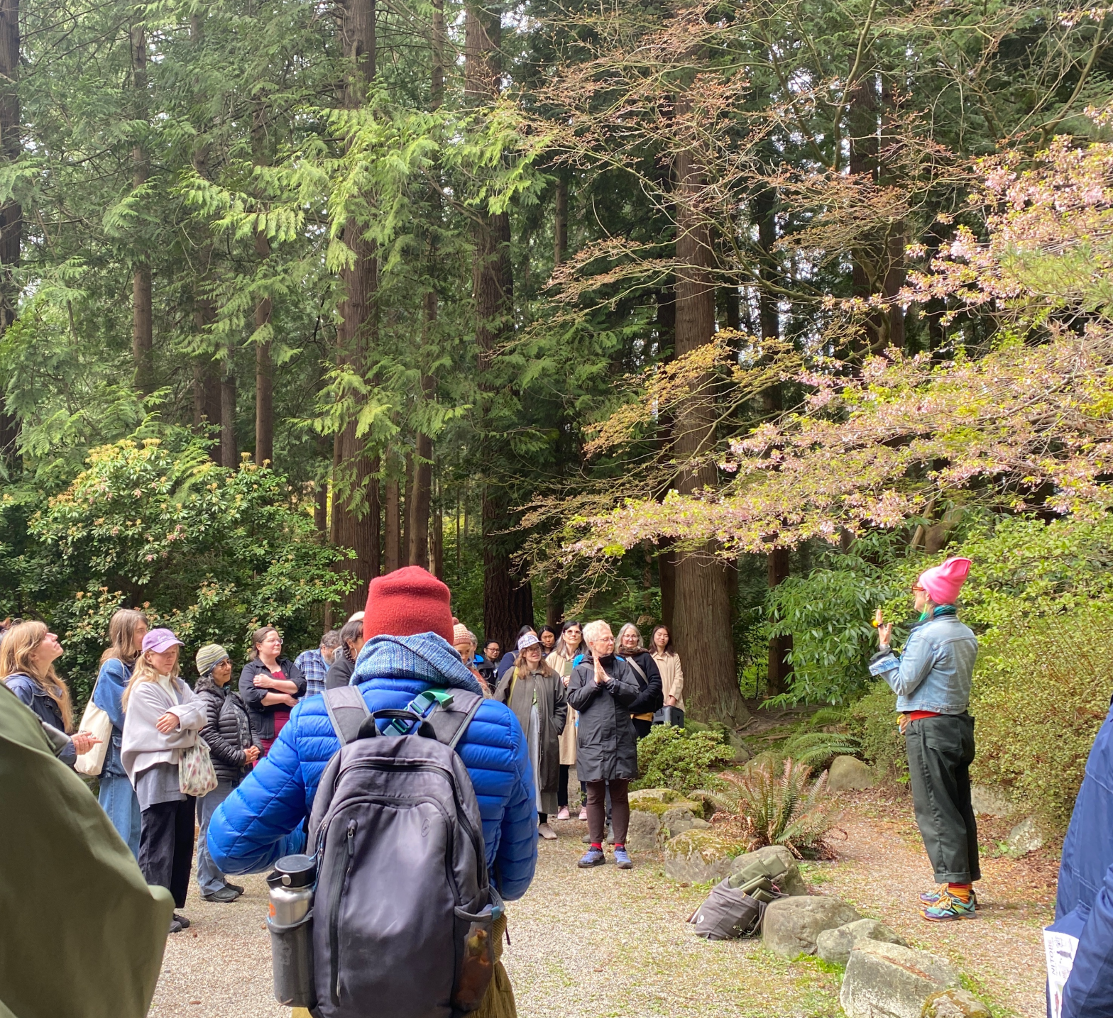 a group of individuals gathers under the tall boughs of cedar trees